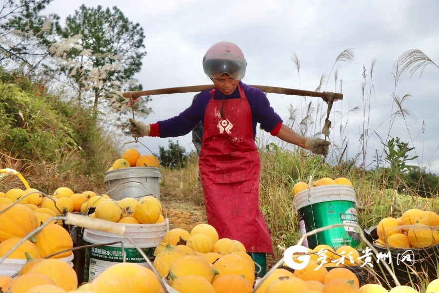 丰收的喜悦！独山县200亩瓜蒌基地如何实现90万元收入？  第3张