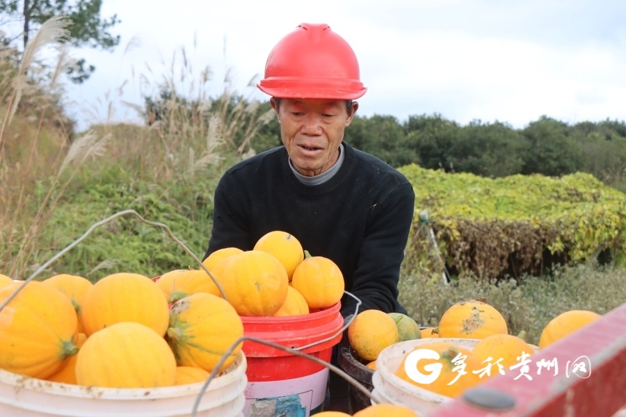 丰收的喜悦！独山县200亩瓜蒌基地如何实现90万元收入？  第4张