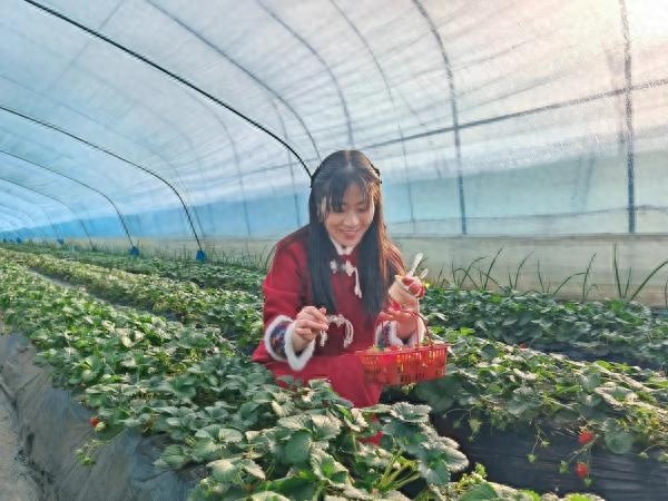冬日寒风凛冽，草莓大棚内却温暖如春！2024年周陵草莓采摘节，你准备好了吗？