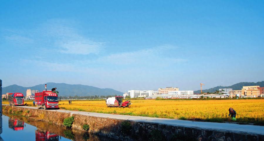 从鱼塘到稻田，雍陌村如何用一年时间耕出新动能？  第1张