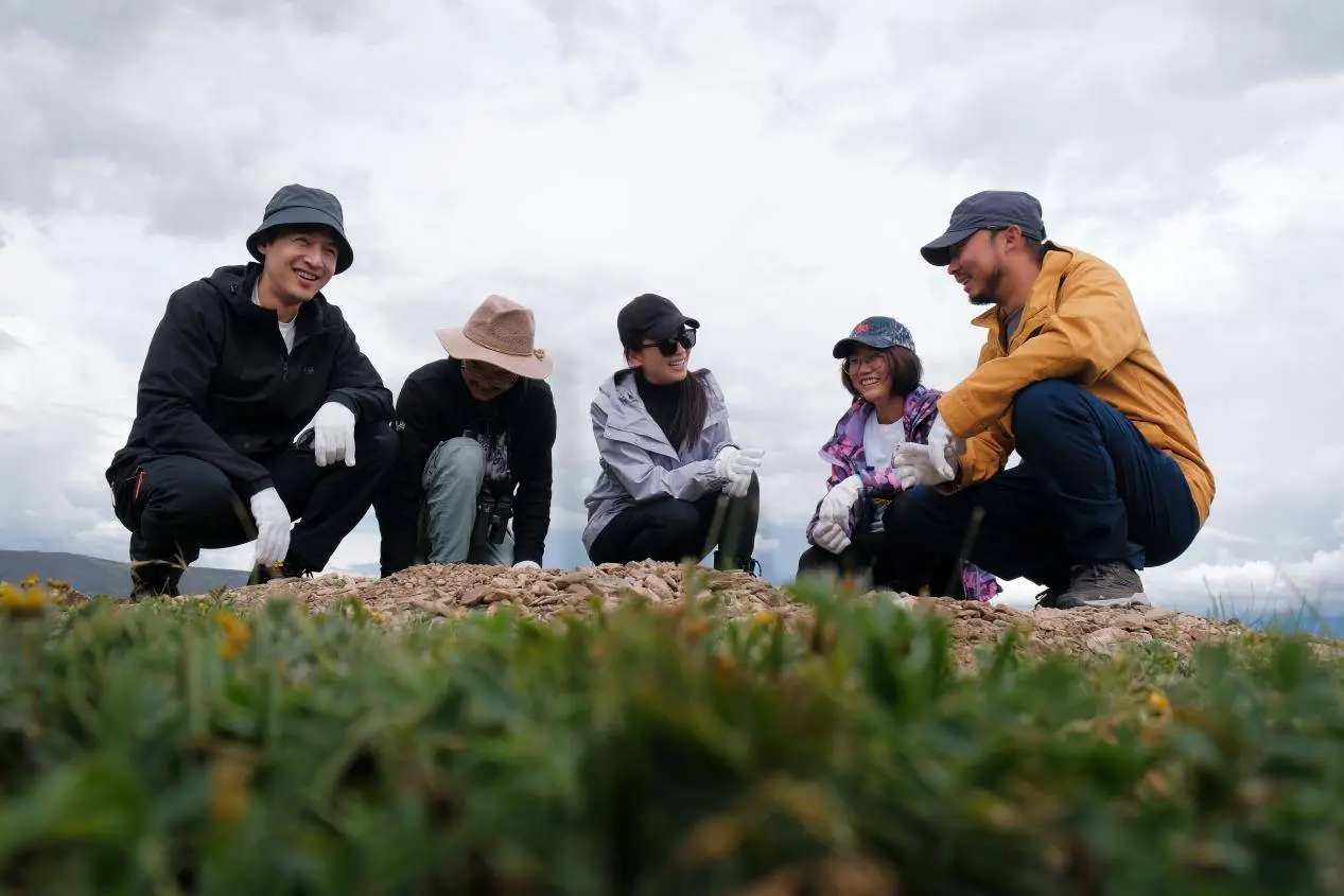 胡歌、刘涛青海寻踪藏狐！网红动物背后的生态危机，你了解多少？  第2张