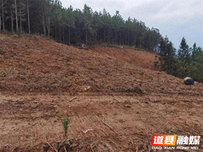 道县冬季造林整地1.2万亩，2024年春季将如何打造省级生态廊道示范点？