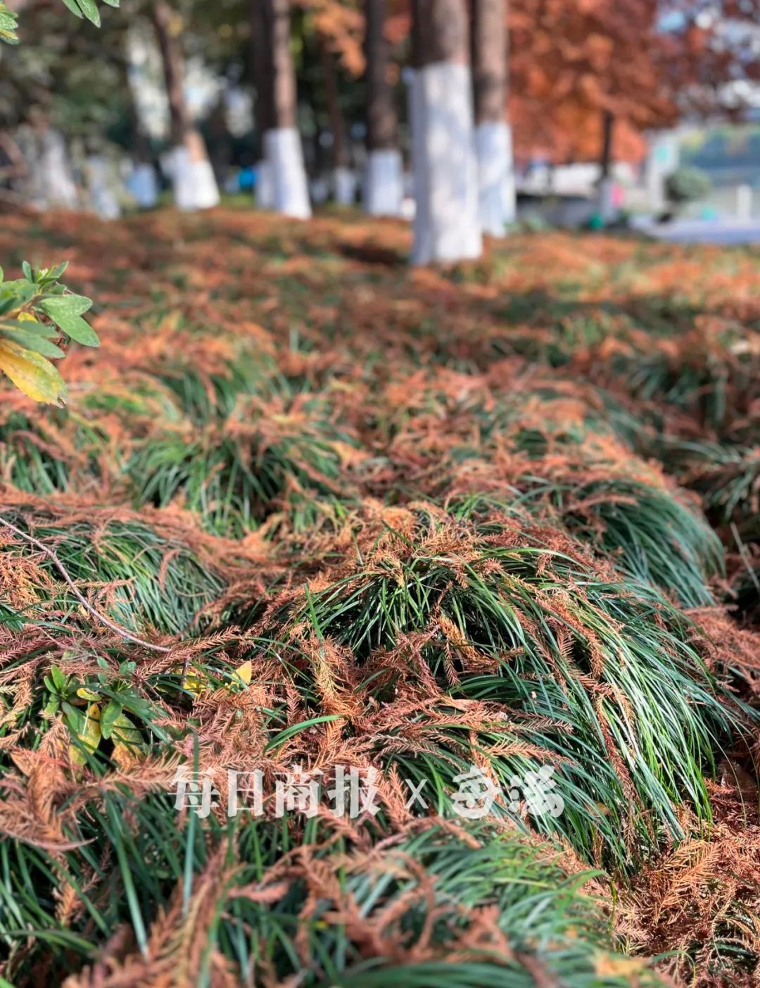 阳光打卡上线，晴暖天气还能持续多久？新冷空气即将来袭  第6张
