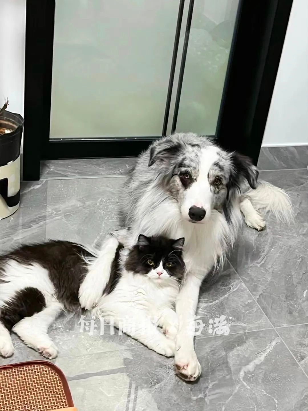 春节将至，你的宠物怎么办？杭州宠物寄养市场火爆，90后、00后如何选择？  第2张