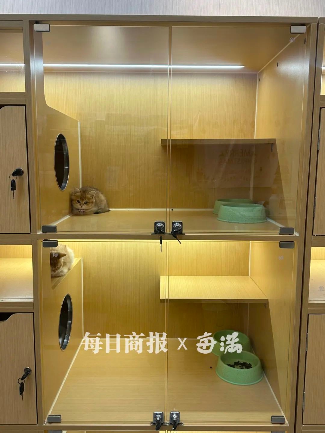 春节将至，你的宠物怎么办？杭州宠物寄养市场火爆，90后、00后如何选择？  第3张