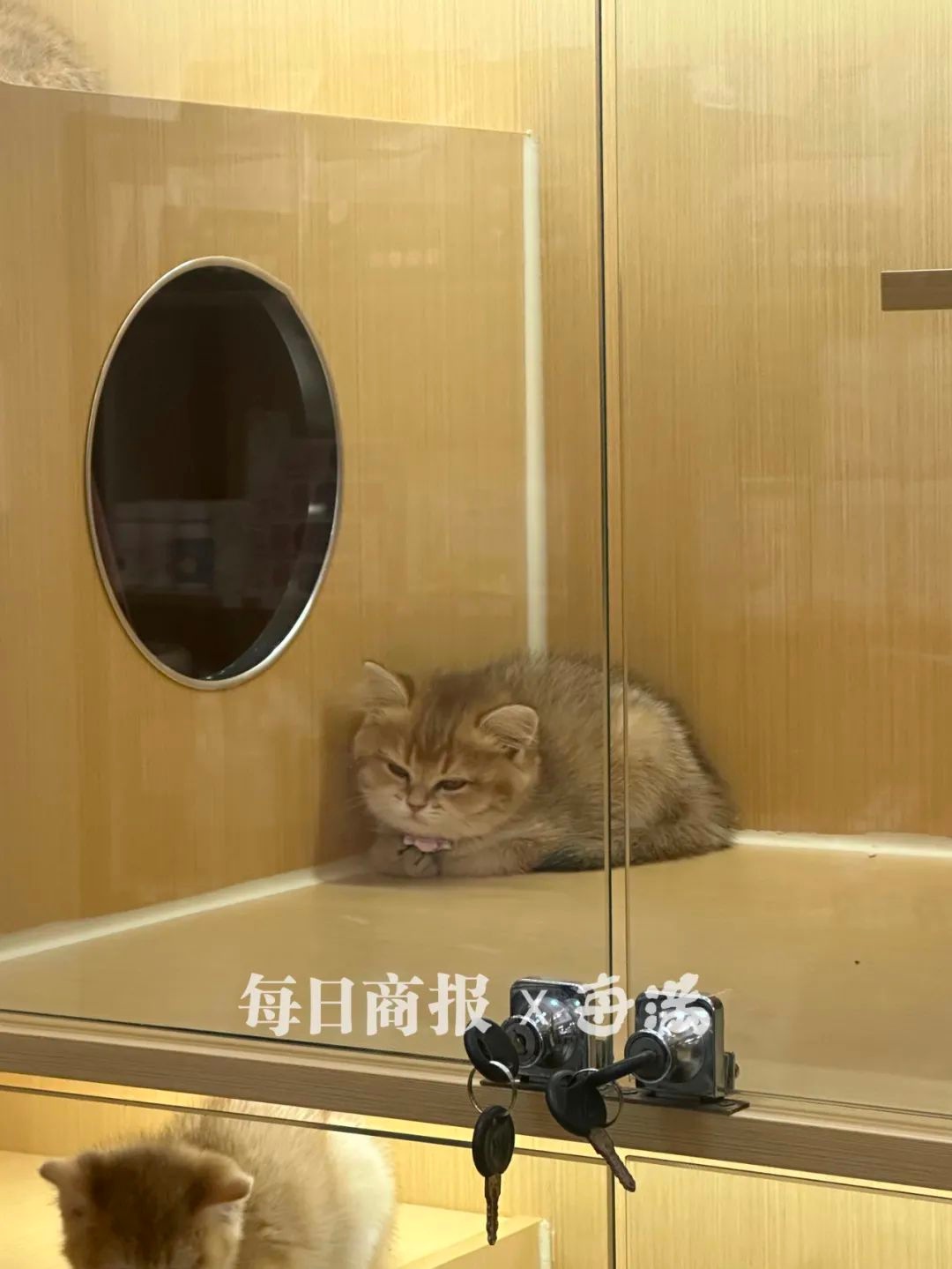 春节将至，你的宠物怎么办？杭州宠物寄养市场火爆，90后、00后如何选择？  第4张