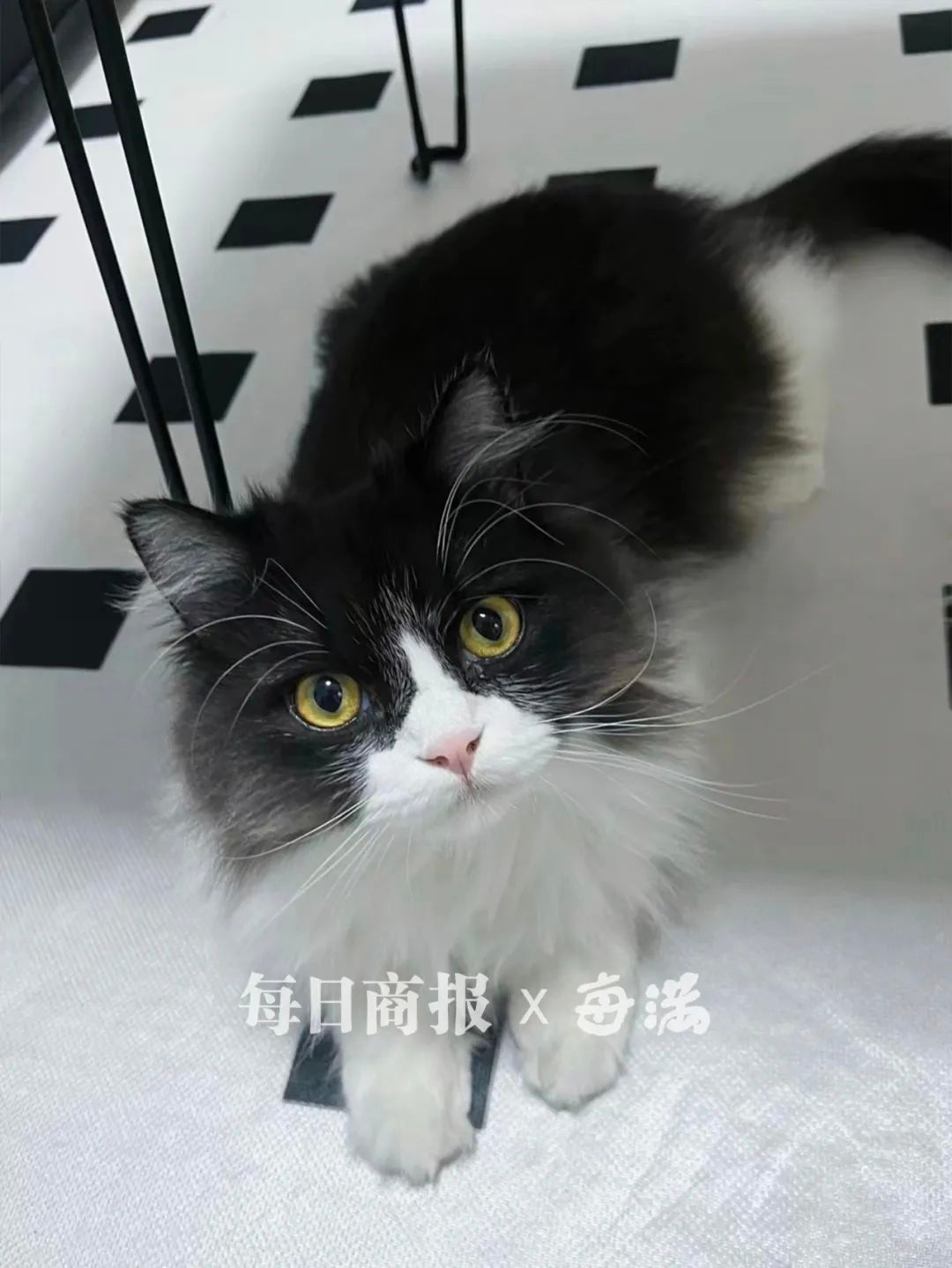 春节将至，你的宠物怎么办？杭州宠物寄养市场火爆，90后、00后如何选择？  第6张