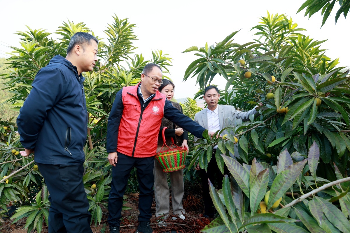 桂平市桐福种养专业合作社的蛋黄果园年产值达100万元！你见过这样的丰收盛景吗？  第2张