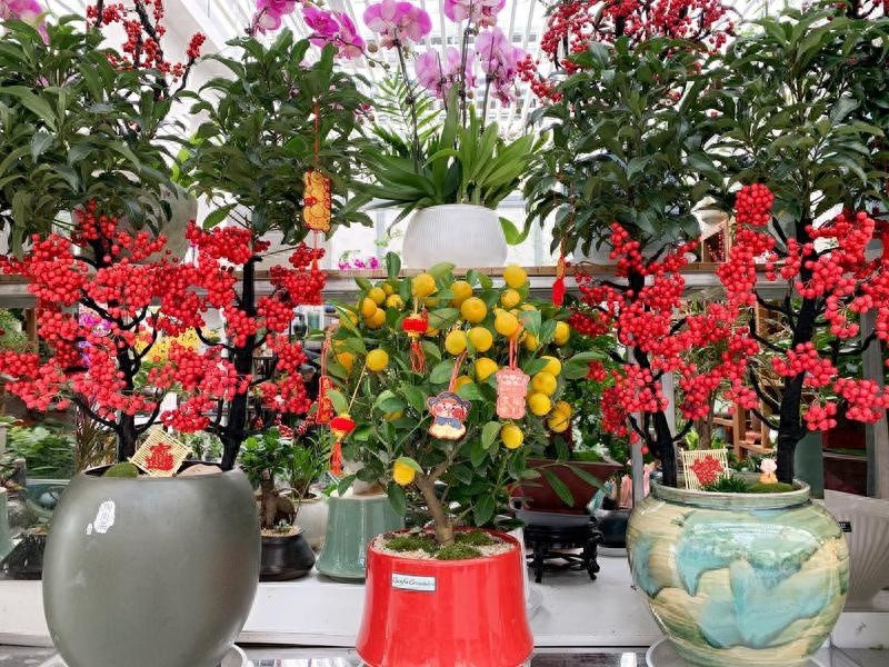 春节将至，蝴蝶兰为何成为年宵花市场的宠儿？揭秘幸福象征背后的故事