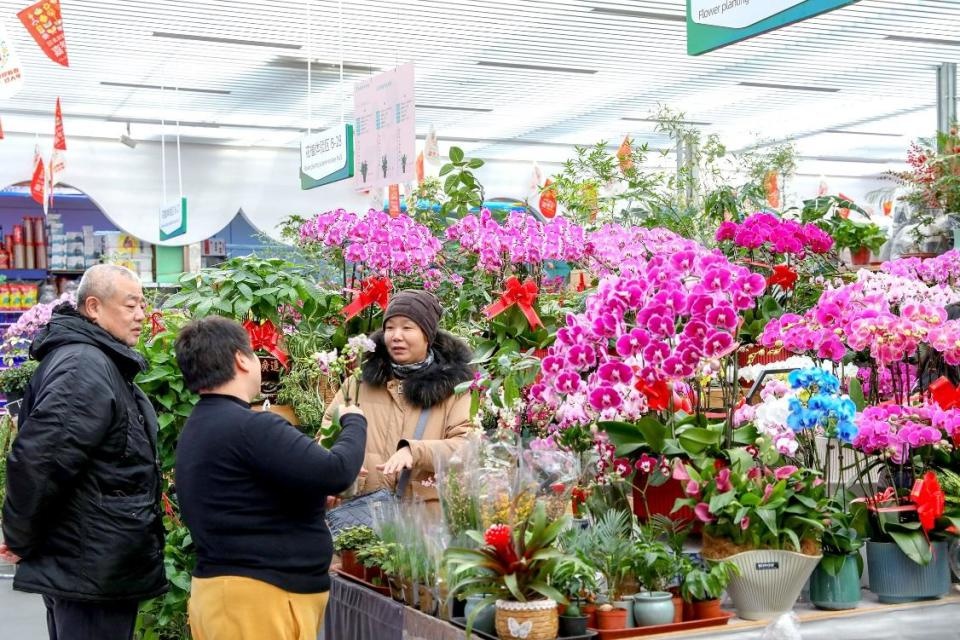 春节将至，蝴蝶兰为何成为年宵花市场的宠儿？揭秘幸福象征背后的故事  第2张