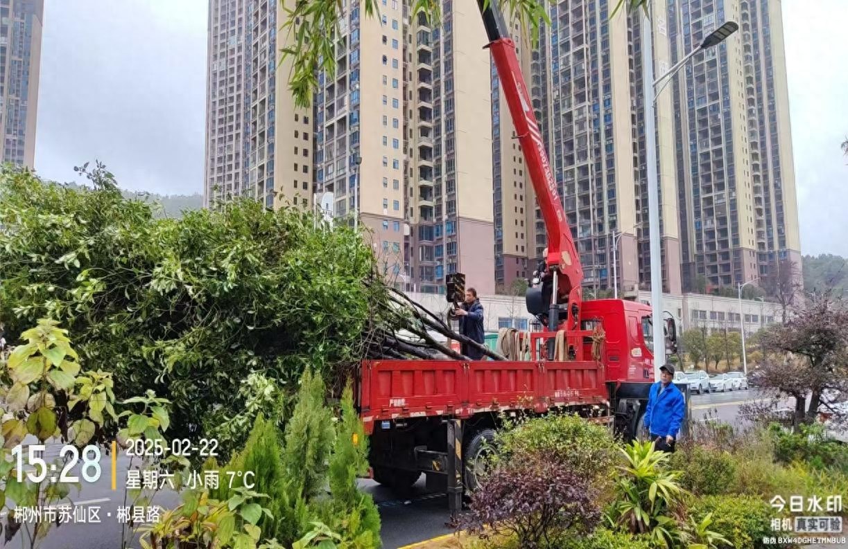 苏仙区园林绿化服务中心如何为城市注入新活力？春日补植补绿大行动揭秘  第1张