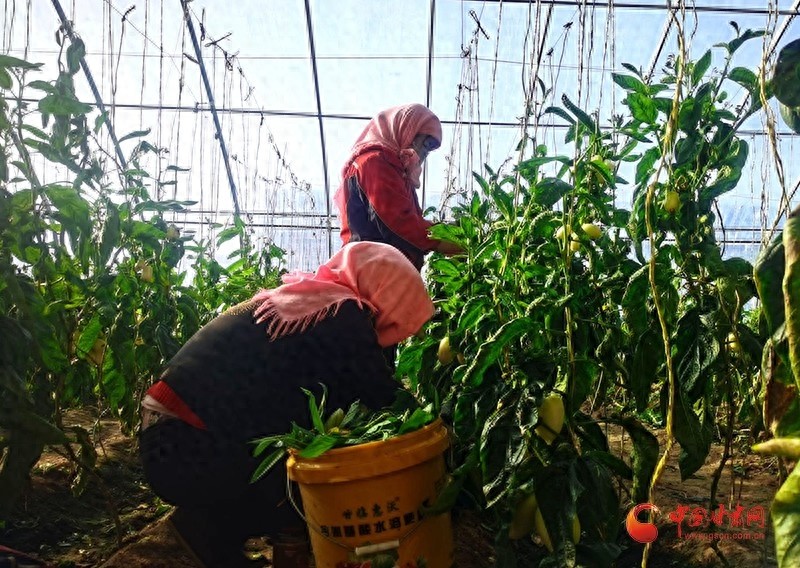 如何在1亩地上种出1000株人参果？揭秘陇园春的高效种植秘诀