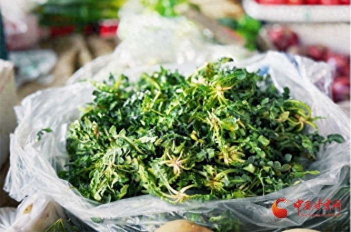 春天餐桌上的绿色新宠，荠菜为何如此受欢迎？