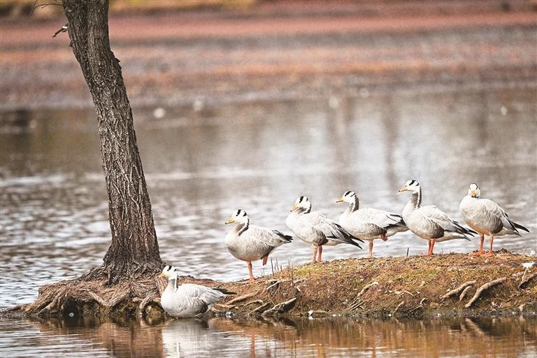 斑头雁为何能飞越珠穆朗玛峰？揭秘鸟类飞行冠军的惊人秘密  第1张