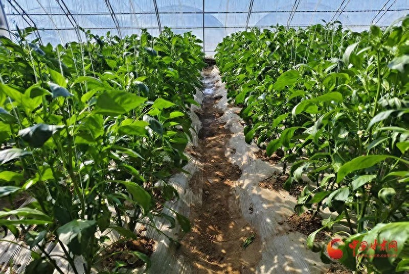 种下致富菜，收获新希望！泾川菜农如何靠辣椒和西红柿年入5万元？