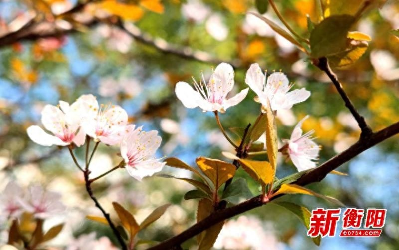 衡阳蒸水南堤的春天，竟藏着一片粉色花海！你还在等什么？