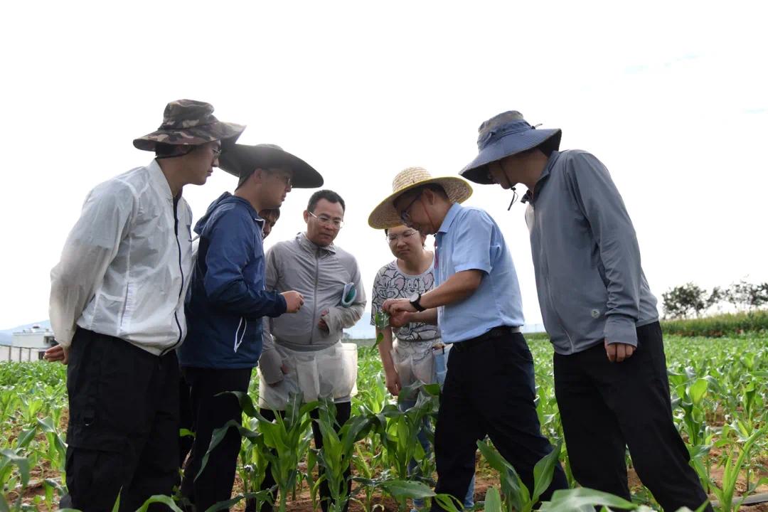 李文强：南繁基地的玉米守护者，他的坚持能否破解高产高蛋白之谜？  第5张