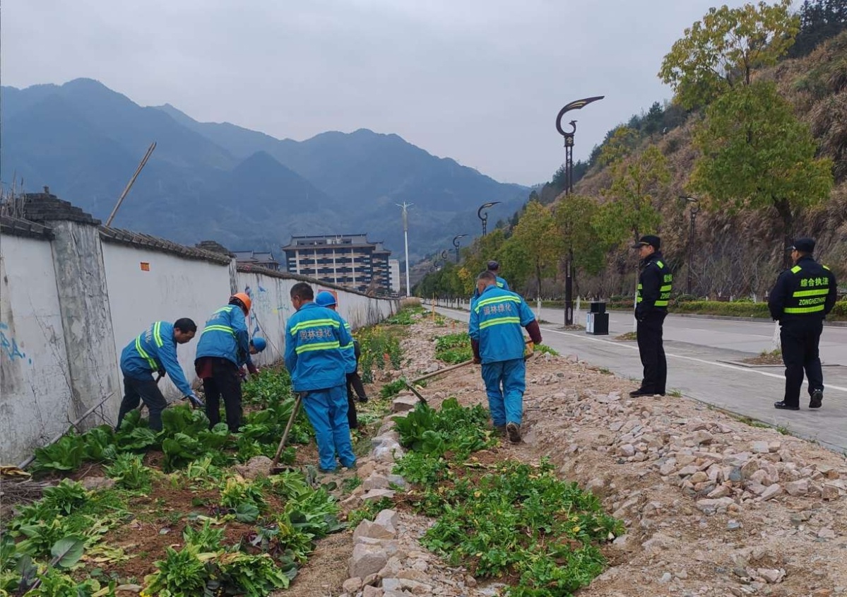 城市绿地被私自占用种菜，景宁如何守护我们的绿色家园？  第2张