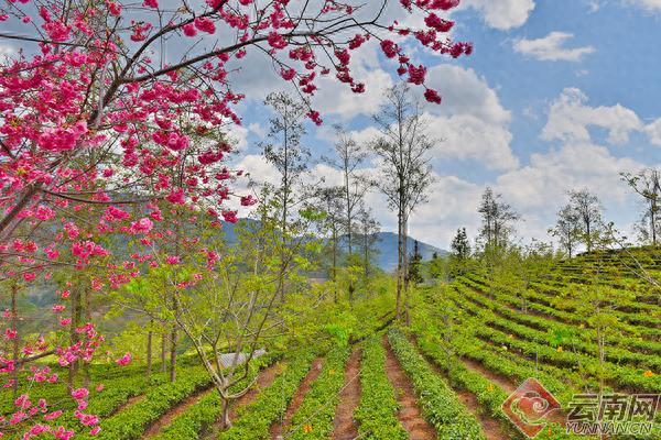 春茶季日采500公斤鲜叶收入4000元，你家茶园能做到吗？  第1张