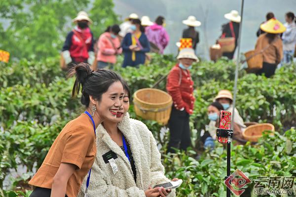 春茶季日采500公斤鲜叶收入4000元，你家茶园能做到吗？  第3张