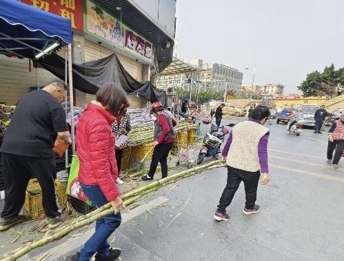 惊爆！广州番禺清明蔗售价减半 你知道吗？  第2张