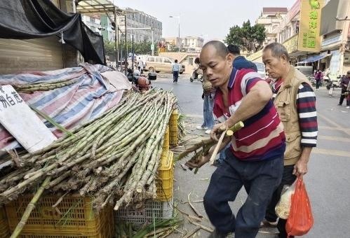 惊爆！广州番禺清明蔗售价减半 你知道吗？  第3张