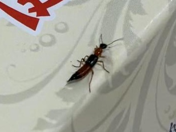 隐翅虫现身杭州！号称会飞的浓硫酸，你还敢随意拍它吗？