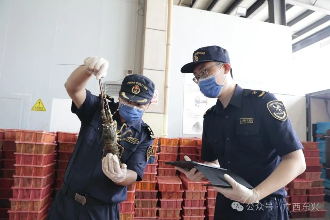 五一东兴口岸货运超火！每日进口生鲜千吨，通关咋保障？  第3张