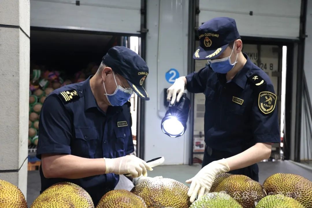 五一东兴口岸货运超火！每日进口生鲜千吨，通关咋保障？  第4张