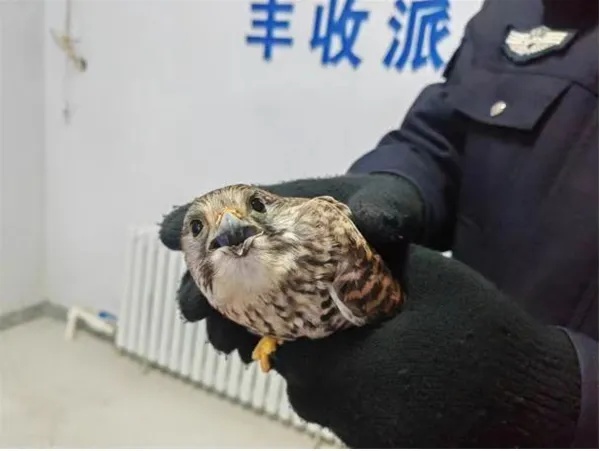 星辰月下，警营里的故事为何如此动人？揭秘那些藏于藏蓝色光芒中的感动  第3张