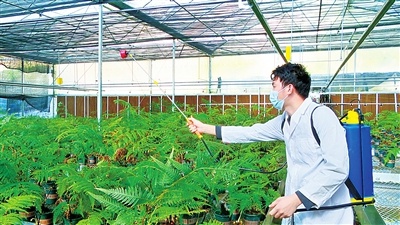 罗定市龙湾镇成功培育国家二级保护植物金毛狗脊种苗，南药产业迎来新机遇