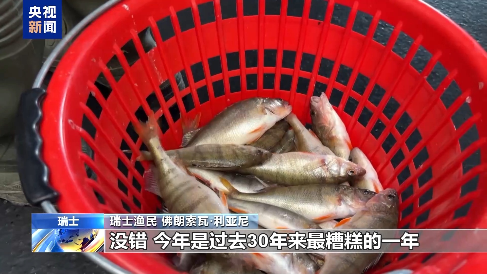 瑞士90%的鱼竟来自进口？揭秘本地渔民为何越来越少  第5张