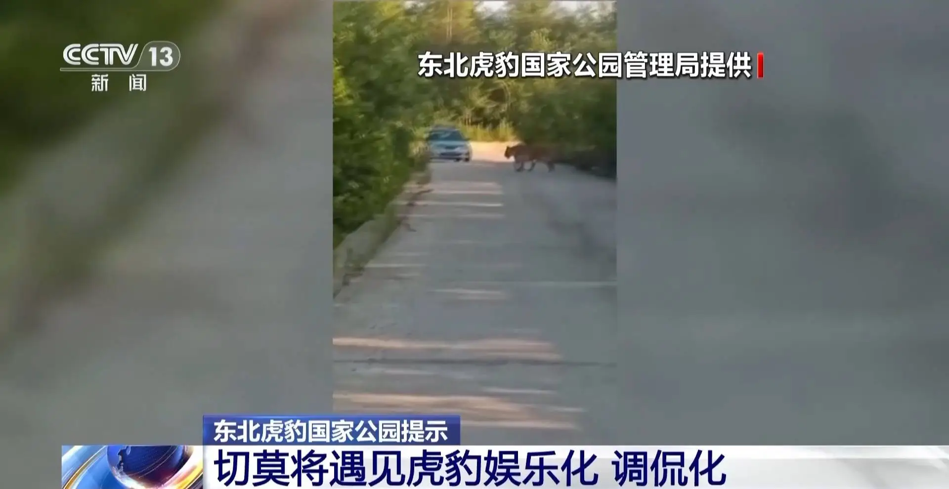 东北虎豹国家公园冬季巡护惊险记：记者偶遇东北虎，避兽屋如何保障安全？  第5张