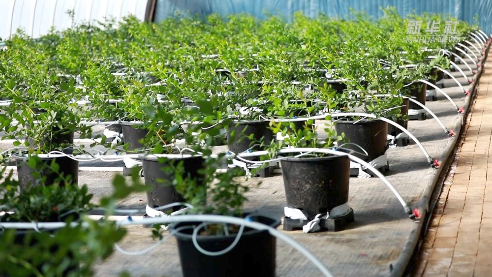 黄土高原上的奇迹！36座智能温室如何让荒凉变绿洲？  第1张