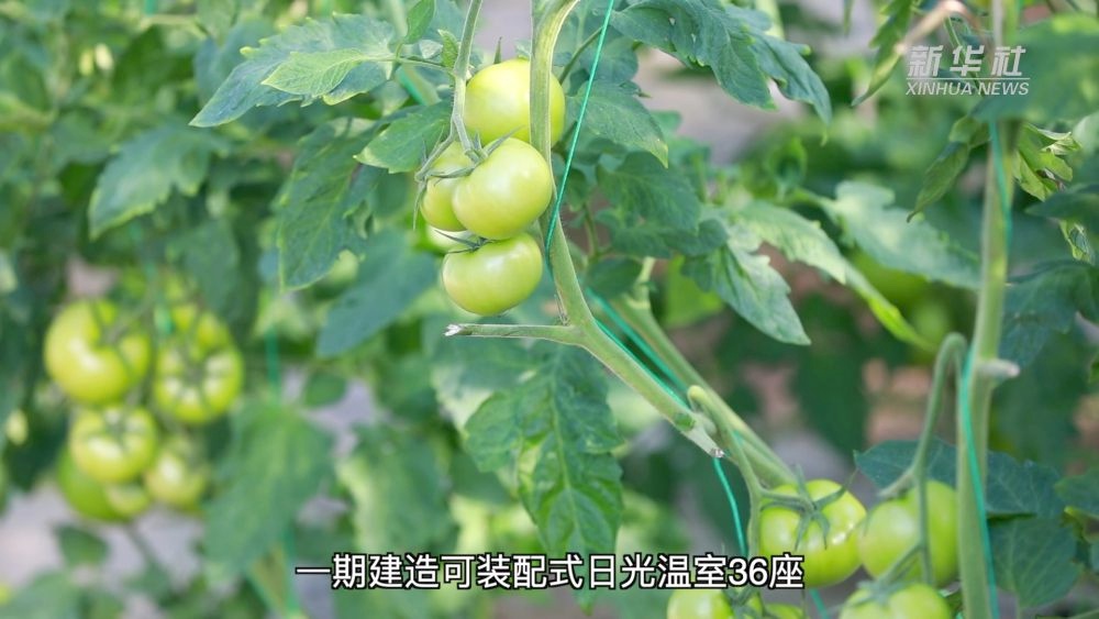 黄土高原上的奇迹！36座智能温室如何让荒凉变绿洲？  第2张