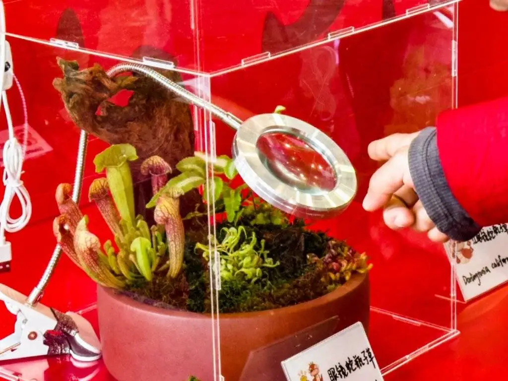 2025年春节，上海世博文化公园有多火？超26万人次游园  第2张