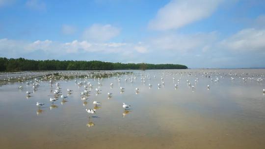 2025年世界湿地日，珠海红树林保护条例实施，你准备好探秘这片生态宝地了吗？  第2张