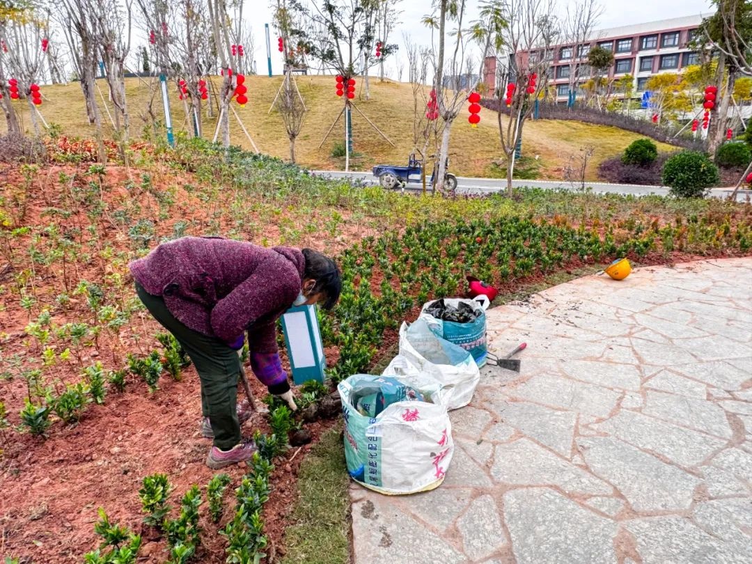 新春公园美景遭破坏！玉都新区山水公园的万寿菊花海还能重现往日光彩吗？  第2张