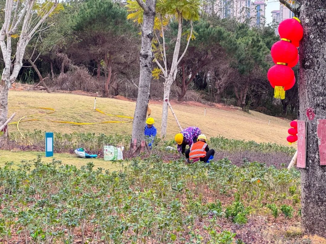 新春公园美景遭破坏！玉都新区山水公园的万寿菊花海还能重现往日光彩吗？  第4张