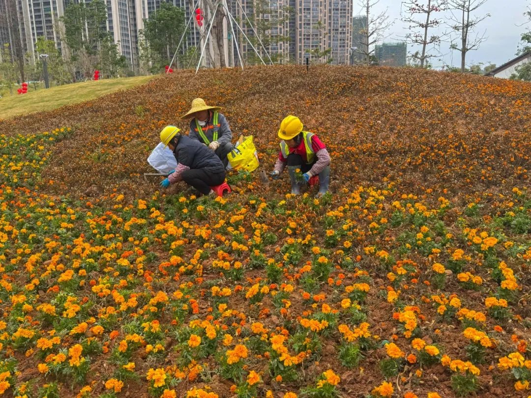 新春公园美景遭破坏！玉都新区山水公园的万寿菊花海还能重现往日光彩吗？  第5张