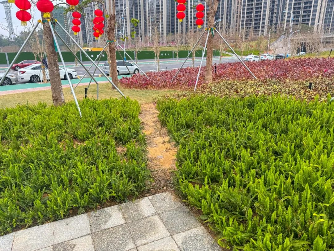 新春公园美景遭破坏！玉都新区山水公园的万寿菊花海还能重现往日光彩吗？  第6张
