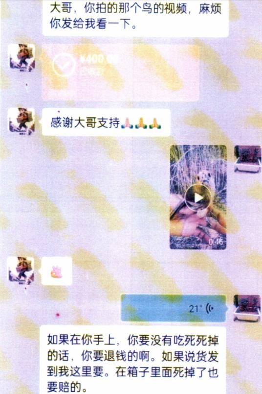 爱鸟者变捕鸟人？揭秘非法狩猎团伙背后的惊人真相  第3张