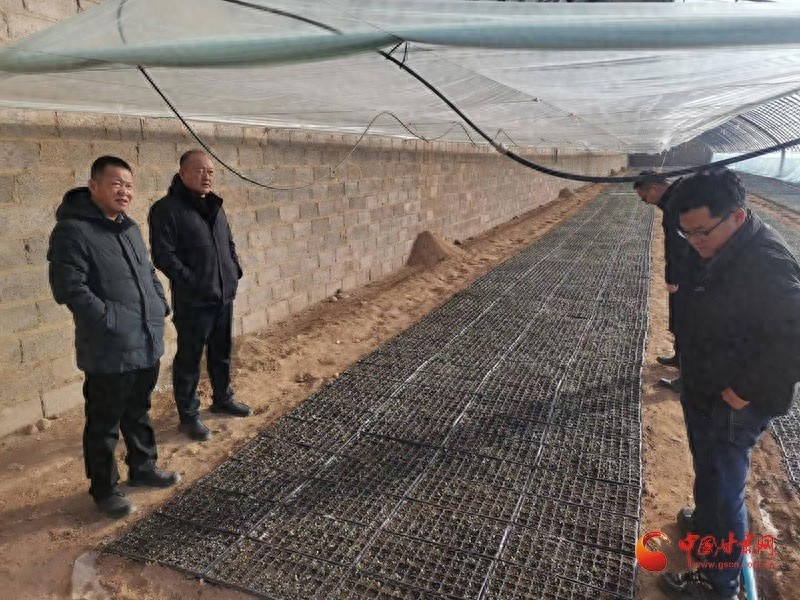 2000万株蜜瓜苗茁壮成长，玉门花海镇的丰收奇迹能否再现？