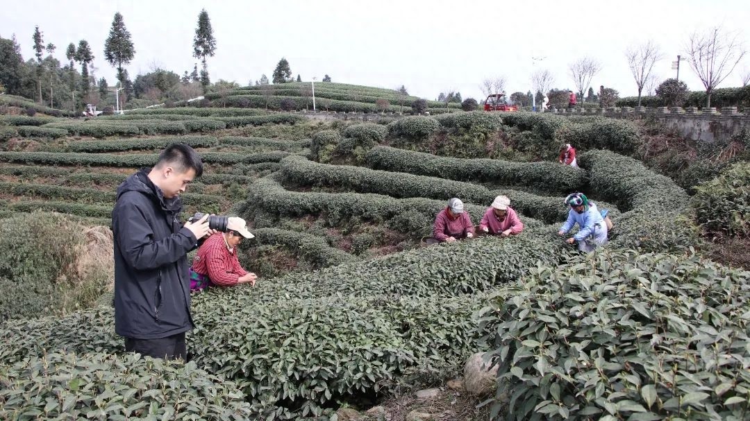 央视CGTN镜头下的蒙顶山第一背篓茶，背后隐藏着怎样的故事？