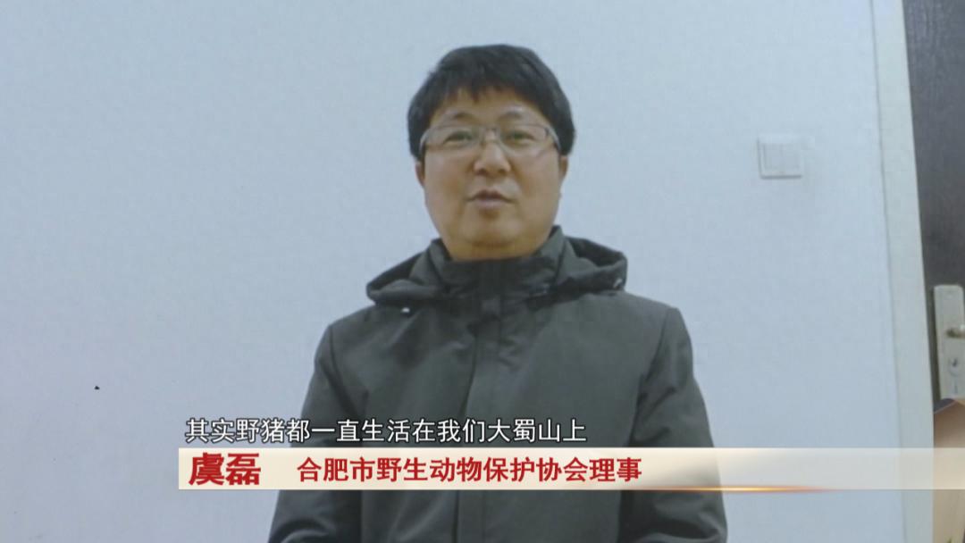合肥大蜀山惊现野猪！它们真的会威胁游客吗？专家揭秘真相