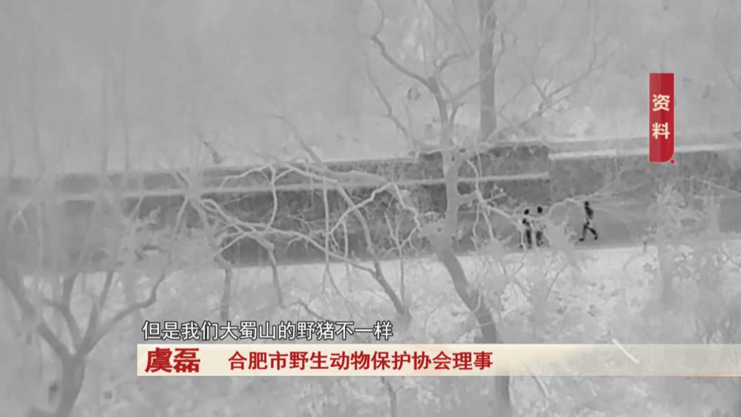 合肥大蜀山惊现野猪！它们真的会威胁游客吗？专家揭秘真相  第2张