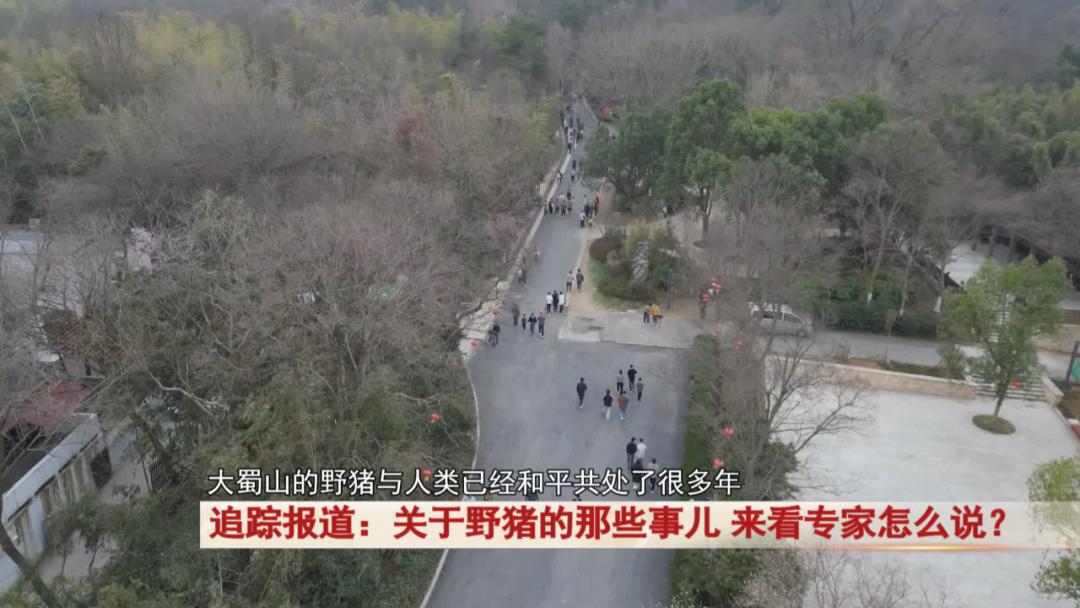 合肥大蜀山惊现野猪！它们真的会威胁游客吗？专家揭秘真相  第3张