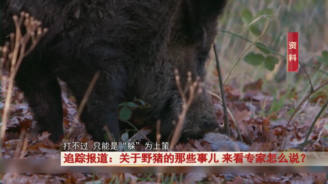 合肥大蜀山惊现野猪！它们真的会威胁游客吗？专家揭秘真相  第4张