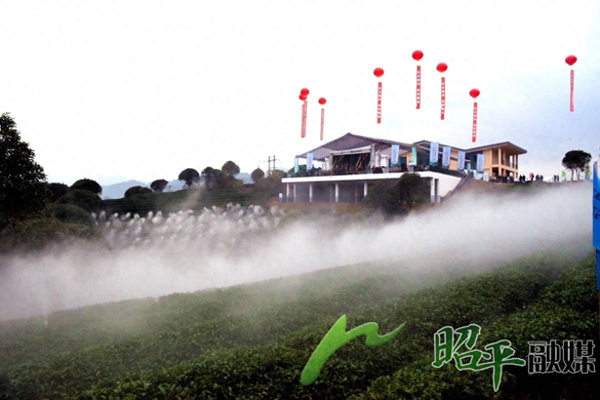 2025早春茶大会，昭平茶香四溢！你准备好共赴这场春日之约了吗？  第1张