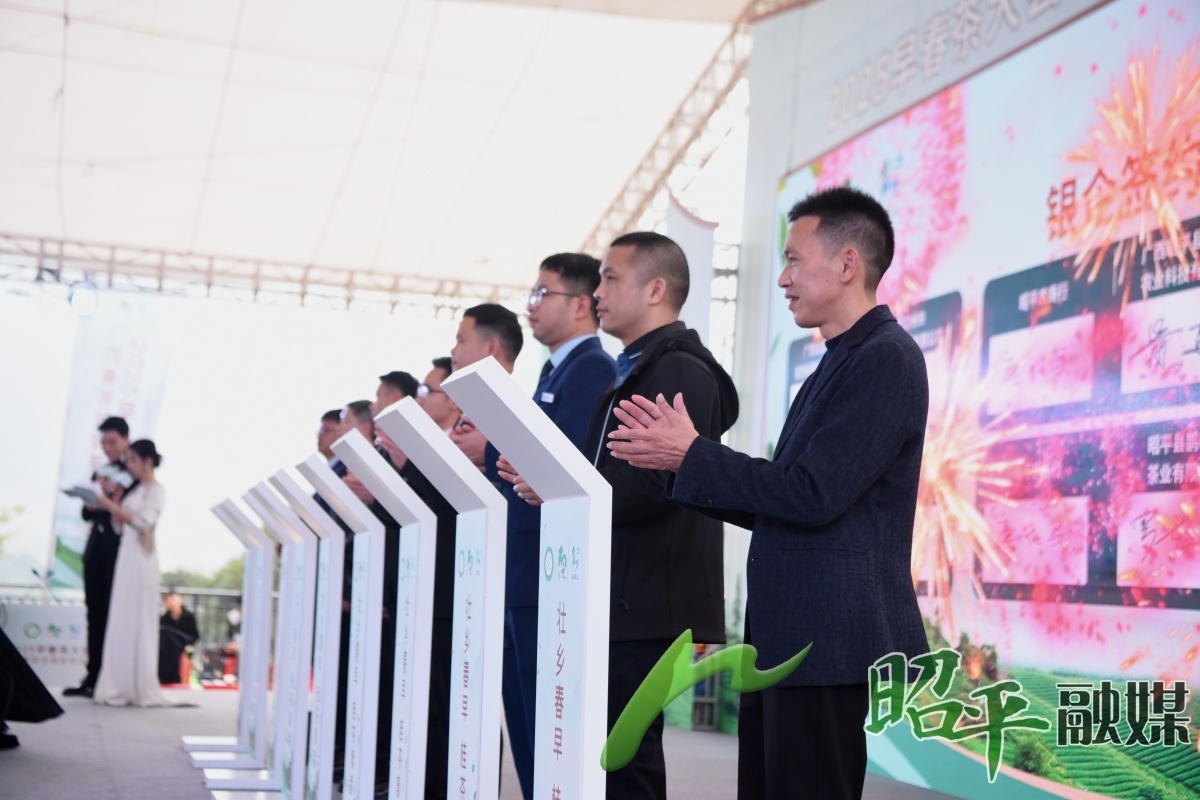 2025早春茶大会，昭平茶香四溢！你准备好共赴这场春日之约了吗？  第2张